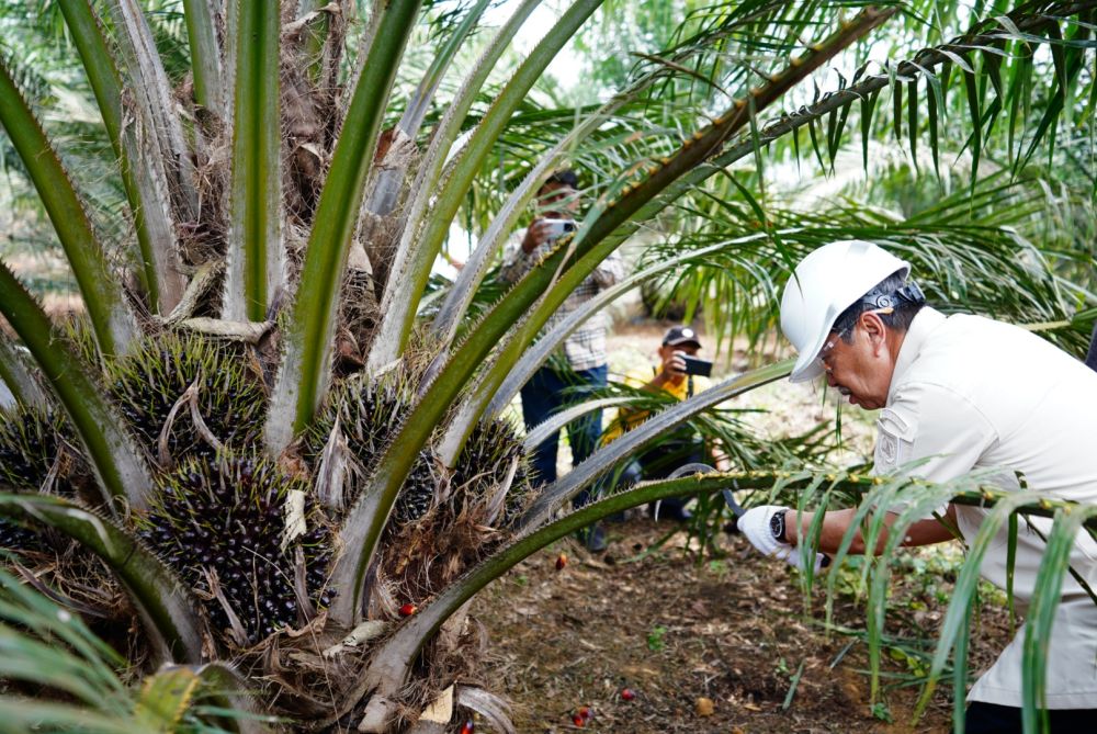 PANEN SAWIT PERDANA KUD RIAU 2024